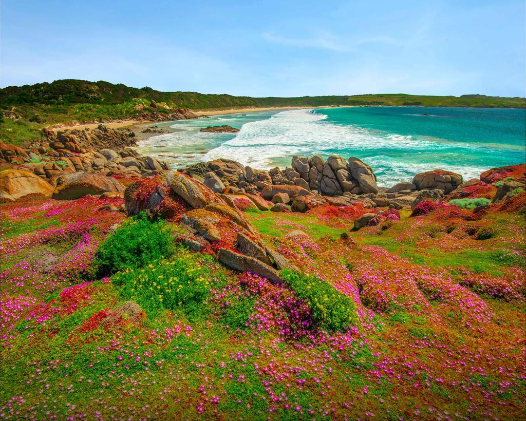 Coastal Communities & Cool Climate Plants of Flinders Island & King Island