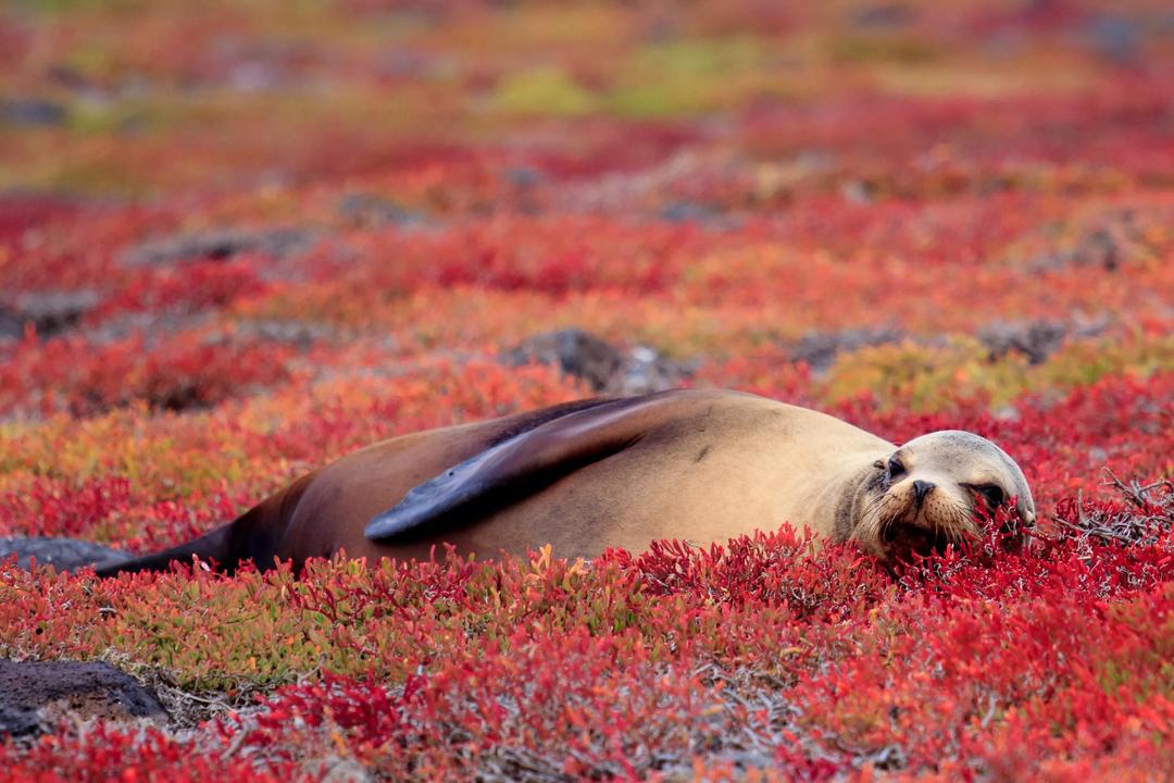 Antarctic Voyage with Galápagos and Peru