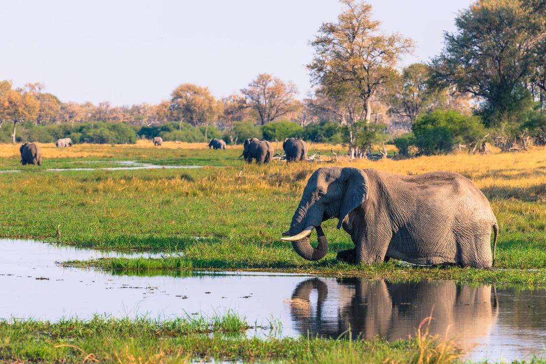 South African Wildflowers, Discoveries of the Okavango Delta & Chobe River Cruise
