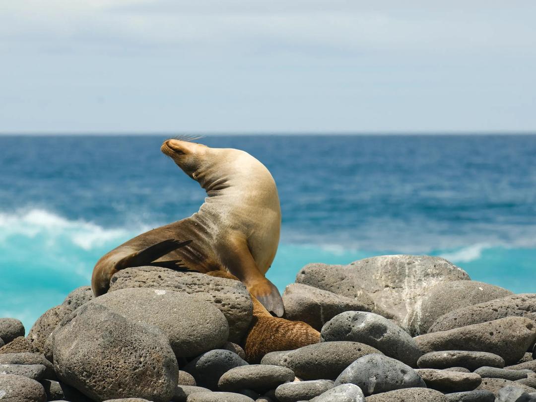 Best of South America with Galápagos Cruise