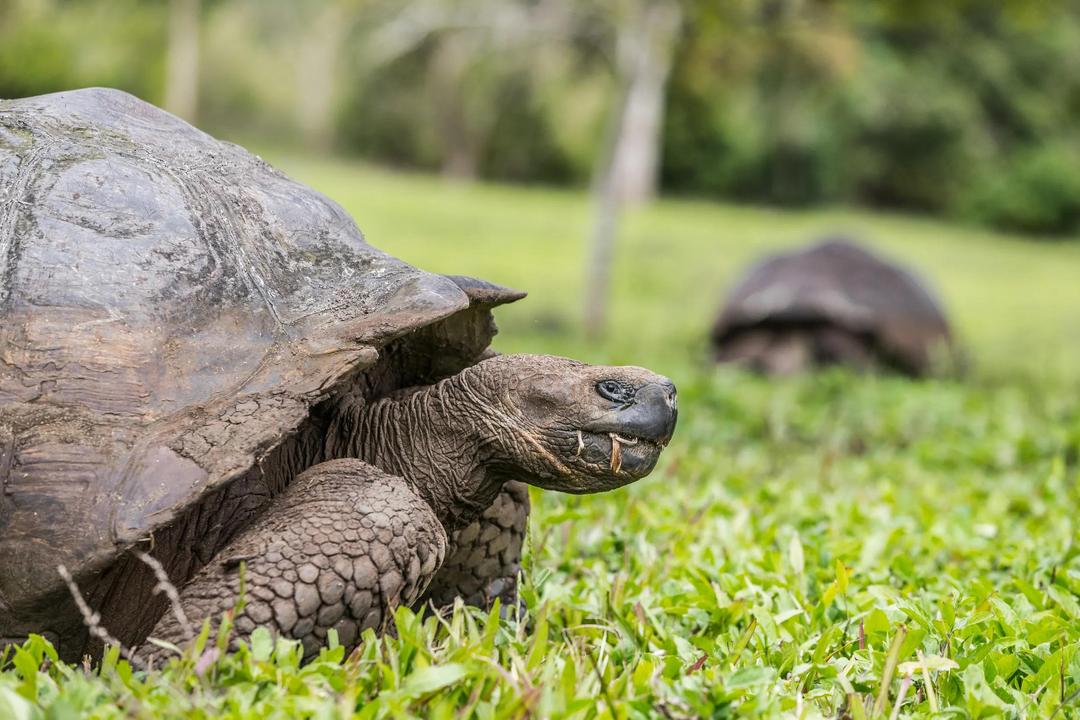 Spirit of Peru with Galápagos Cruise