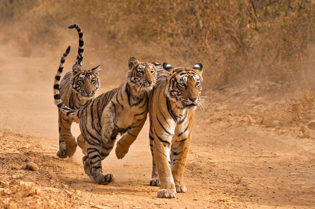 India's Golden Triangle Uncovered