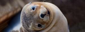 Remarkable Adelaide to Kangaroo Island - Small Group