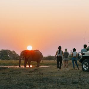 Best of Botswana & Victoria Falls