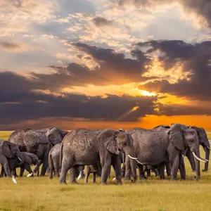 Tanzania Safari with Serengeti - Small Group