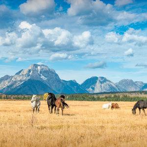 Yellowstone and Big Sky Country