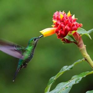 Costa Rica Nature Adventure