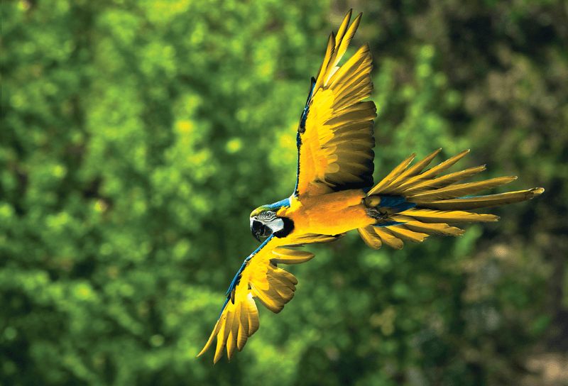 Spirit of Peru with Amazon Cruise