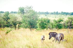 Cape Town, Safari & Victoria Falls