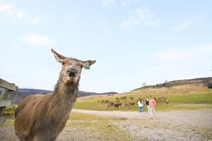 Best of Scotland & Ireland