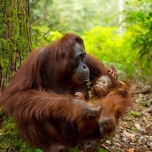 Wild Encounters of Borneo - Small Group