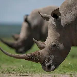 Kenya Safari with Maasai Mara - Small Group