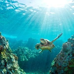Hawaiian Discovery