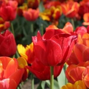 Capital Blooms