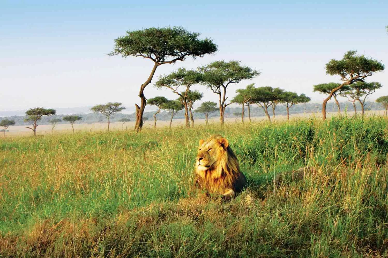 Africa